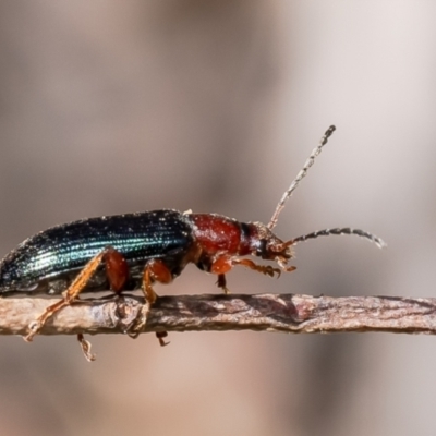 Lepturidea sp. (genus) (Comb-clawed beetle) at Point 85 - 9 Oct 2023 by Roger