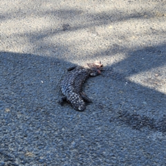 Tiliqua rugosa (Shingleback Lizard) at QPRC LGA - 9 Oct 2023 by NathanaelC