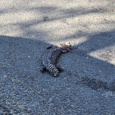 Tiliqua rugosa (Shingleback Lizard) at Bungendore, NSW - 9 Oct 2023 by NathanaelC