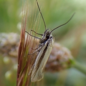 Philobota pilipes at Cook, ACT - 8 Oct 2023