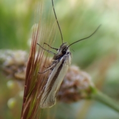 Philobota pilipes at Cook, ACT - 8 Oct 2023