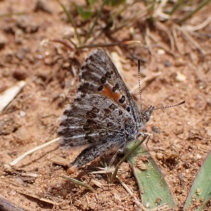 Lucia limbaria at Cook, ACT - 8 Oct 2023 12:33 PM