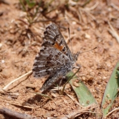 Lucia limbaria at Cook, ACT - 8 Oct 2023 12:33 PM