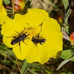 Eleale sp. (genus) (Clerid beetle) at Wanniassa Hill - 10 Oct 2023 by Mike