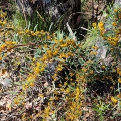 Daviesia mimosoides subsp. mimosoides at Wanniassa Hill - 10 Oct 2023 by Mike