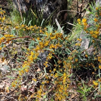 Daviesia mimosoides subsp. mimosoides at Wanniassa Hill - 10 Oct 2023 by Mike