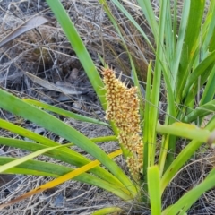 Lomandra longifolia (Spiny-headed Mat-rush, Honey Reed) at Tuggeranong, ACT - 11 Oct 2023 by Mike