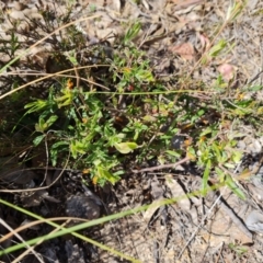 Billardiera scandens (Hairy Apple Berry) at Tuggeranong, ACT - 11 Oct 2023 by Mike