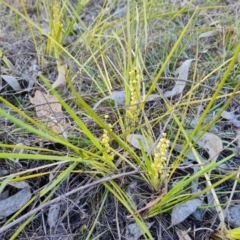 Lomandra filiformis subsp. coriacea (Wattle Matrush) at Tuggeranong, ACT - 10 Oct 2023 by Mike
