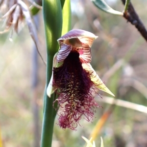 Calochilus platychilus at Belconnen, ACT - 8 Oct 2023