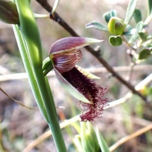 Calochilus platychilus at Belconnen, ACT - suppressed