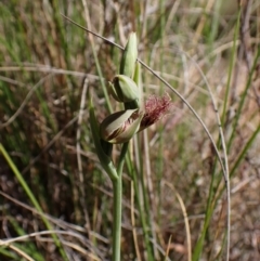 Calochilus platychilus at Belconnen, ACT - suppressed