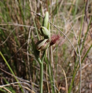 Calochilus platychilus at Belconnen, ACT - 8 Oct 2023