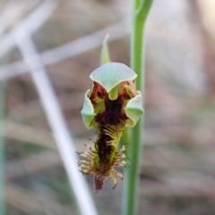 Calochilus montanus (Copper Beard Orchid) at Belconnen, ACT - 8 Oct 2023 by CathB