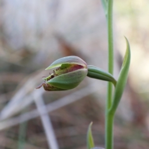 Calochilus montanus at Belconnen, ACT - suppressed