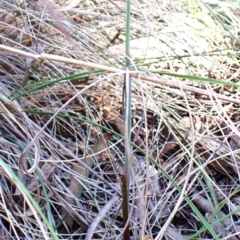 Calochilus montanus at Belconnen, ACT - 8 Oct 2023