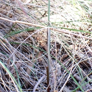 Calochilus montanus at Belconnen, ACT - suppressed