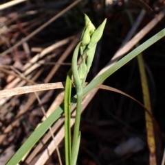 Calochilus montanus at Belconnen, ACT - suppressed