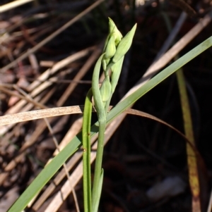 Calochilus montanus at Belconnen, ACT - suppressed