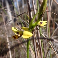 Diuris sulphurea (Tiger Orchid) at Belconnen, ACT - 8 Oct 2023 by CathB