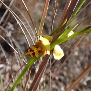 Diuris sulphurea at Belconnen, ACT - 8 Oct 2023