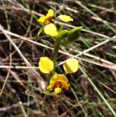 Diuris nigromontana (Black Mountain Leopard Orchid) at Belconnen, ACT - 9 Oct 2023 by CathB