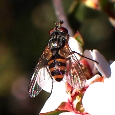 Tachinidae (family) (Unidentified Bristle fly) at Belconnen, ACT - 8 Oct 2023 by CathB