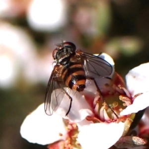 Tachinidae (family) at Belconnen, ACT - 8 Oct 2023 04:14 PM