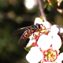 Tachinidae (family) at Belconnen, ACT - 8 Oct 2023