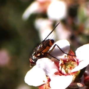 Tachinidae (family) at Belconnen, ACT - 8 Oct 2023 04:14 PM