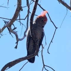 Callocephalon fimbriatum (Gang-gang Cockatoo) at QPRC LGA - 10 Oct 2023 by Csteele4