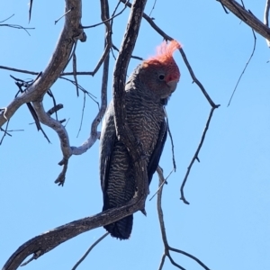 Callocephalon fimbriatum at Captains Flat, NSW - suppressed