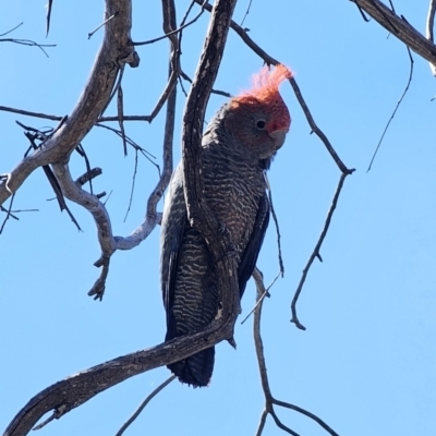 Callocephalon fimbriatum (Gang-gang Cockatoo) at Captains Flat, NSW - 11 Oct 2023 by Csteele4