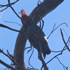 Callocephalon fimbriatum at Captains Flat, NSW - suppressed