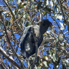 Callocephalon fimbriatum at Captains Flat, NSW - suppressed