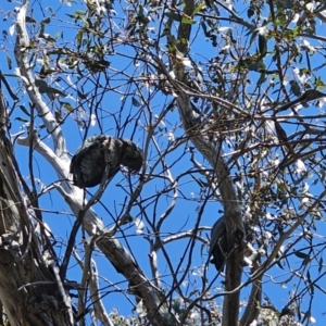 Callocephalon fimbriatum at Captains Flat, NSW - suppressed