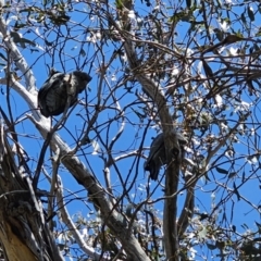 Callocephalon fimbriatum at Captains Flat, NSW - suppressed