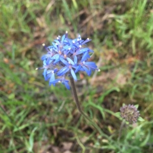 Brunonia australis at Burra Creek, NSW - 26 Nov 2021