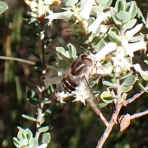 Trichophthalma laetilinea at Belconnen, ACT - 9 Oct 2023