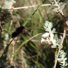 Trichophthalma laetilinea at Belconnen, ACT - 9 Oct 2023