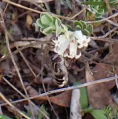 Trichophthalma laetilinea at Belconnen, ACT - 9 Oct 2023