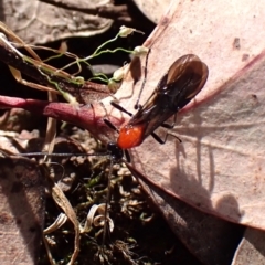 Braconidae (family) at Belconnen, ACT - 9 Oct 2023