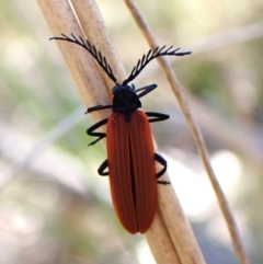 Porrostoma sp. (genus) (Lycid, Net-winged beetle) at Aranda Bushland - 8 Oct 2023 by CathB