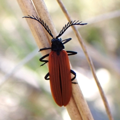 Porrostoma sp. (genus) (Lycid, Net-winged beetle) at Belconnen, ACT - 8 Oct 2023 by CathB