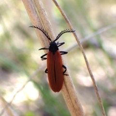 Porrostoma sp. (genus) at Belconnen, ACT - 8 Oct 2023