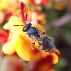 Lasioglossum (Chilalictus) sp. (genus & subgenus) (Halictid bee) at Mount Painter - 9 Oct 2023 by CathB