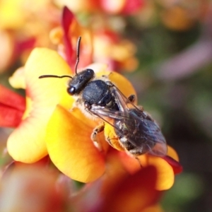 Lasioglossum (Chilalictus) sp. (genus & subgenus) at Cook, ACT - 9 Oct 2023