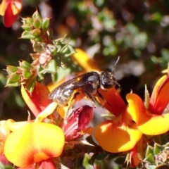 Lasioglossum (Chilalictus) sp. (genus & subgenus) at Cook, ACT - 9 Oct 2023 02:14 PM