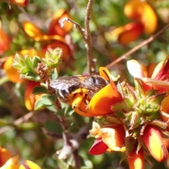 Lasioglossum (Chilalictus) sp. (genus & subgenus) at Cook, ACT - 9 Oct 2023 02:14 PM