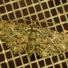 Chloroclystis catastreptes (Green and Brown Carpet) at Cook, ACT - 7 Oct 2023 by CathB